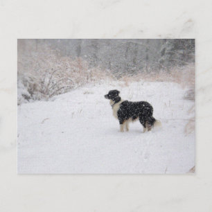 Festiva Postal del border collie Nevado