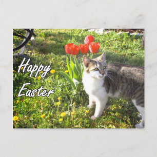 Festiva postal del gato Feliz Pascua