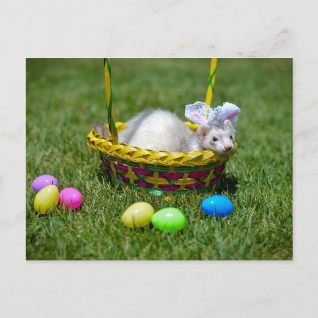 Festiva Postal del hurón de Pascua (Anverso)