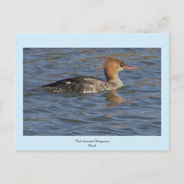 Festiva Postal del pato Merganser de pecho rojo (Anverso)