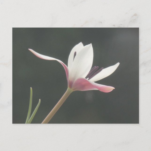 Festiva Postal DIY de cierre de tulipano rosa blanco (Anverso)
