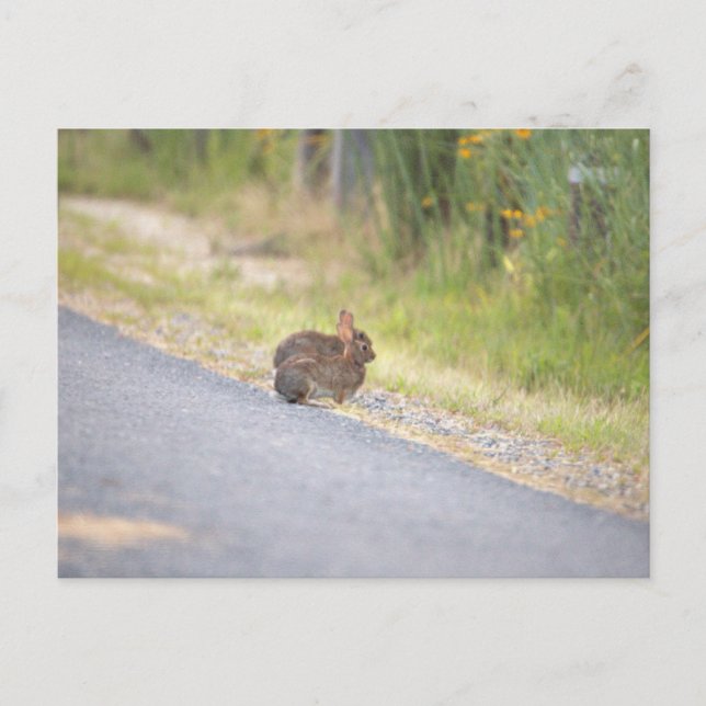 Festiva Postal fotográfica de los conejos (Anverso)