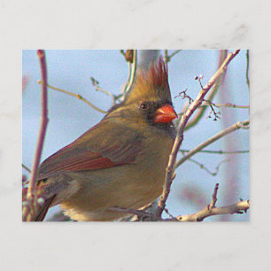 Festiva Postal fotográfica del cardenal norte