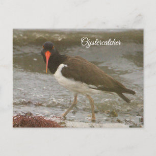 Festiva Postal fotográfica Oystercatcher
