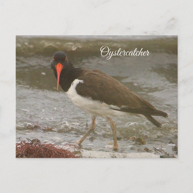 Festiva Postal fotográfica Oystercatcher (Anverso)