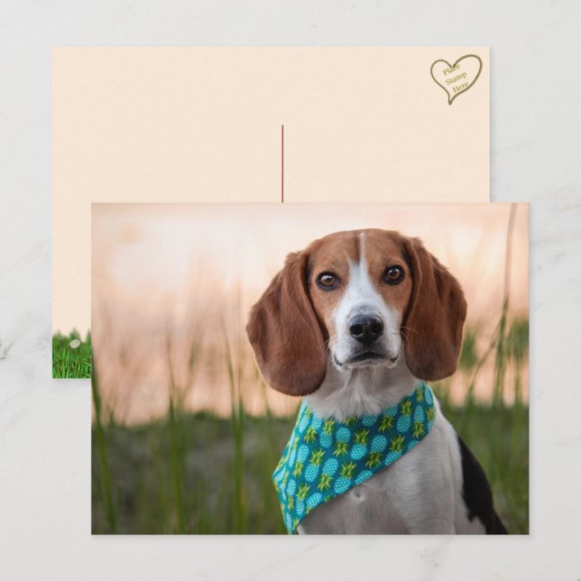 Festiva Postal Foxhound (Anverso / Reverso)