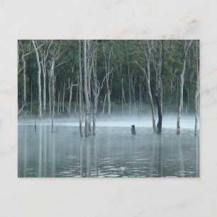 Festiva Postal Misty Gumtree