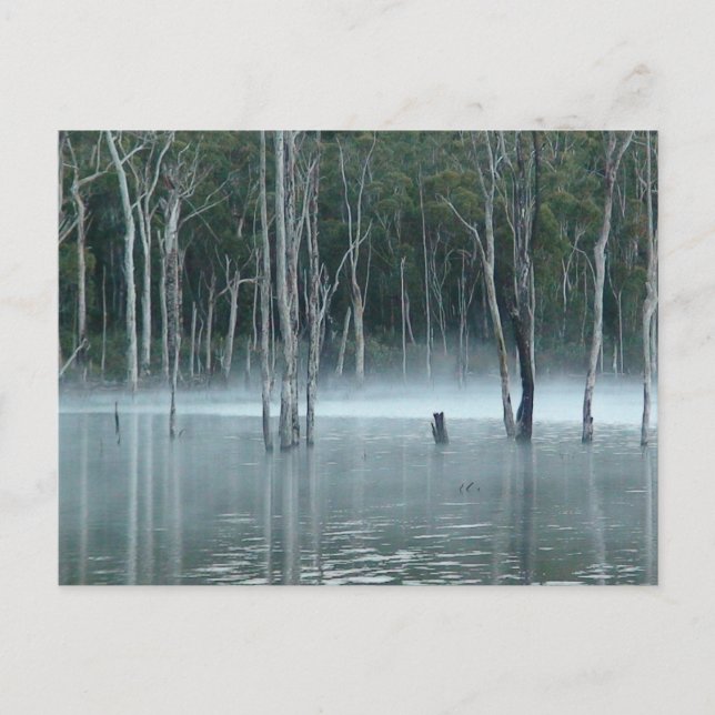 Festiva Postal Misty Gumtree (Anverso)