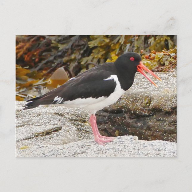 Festiva Postal Oystercatcher (Anverso)