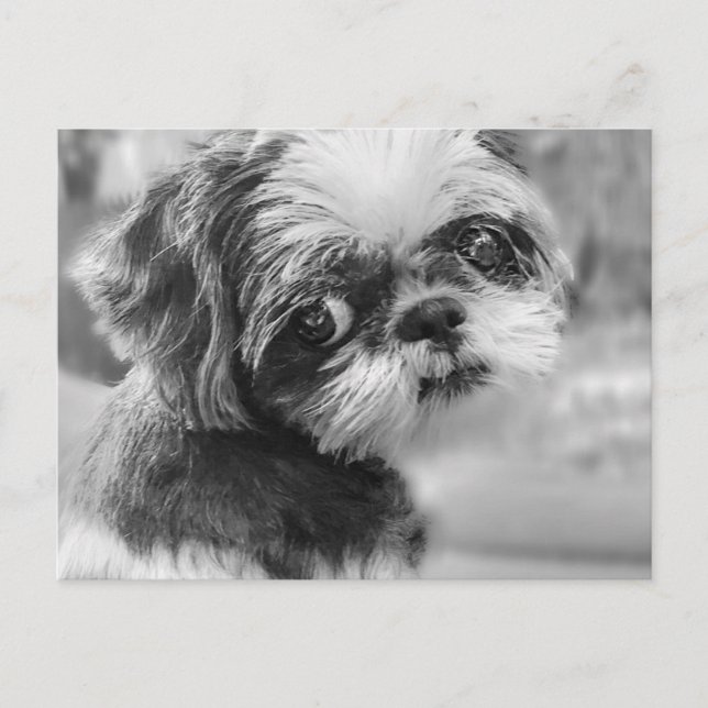Festiva Postal Shih Tzu (Anverso)