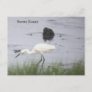 Festiva Postal Snowy Egret Bird