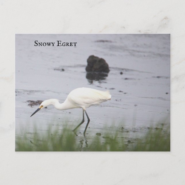 Festiva Postal Snowy Egret Bird (Anverso)