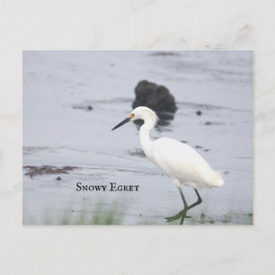 Festiva Postal Snowy Egret Bird