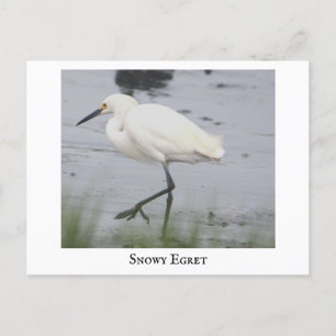 Festiva Postal Snowy Egret Bird