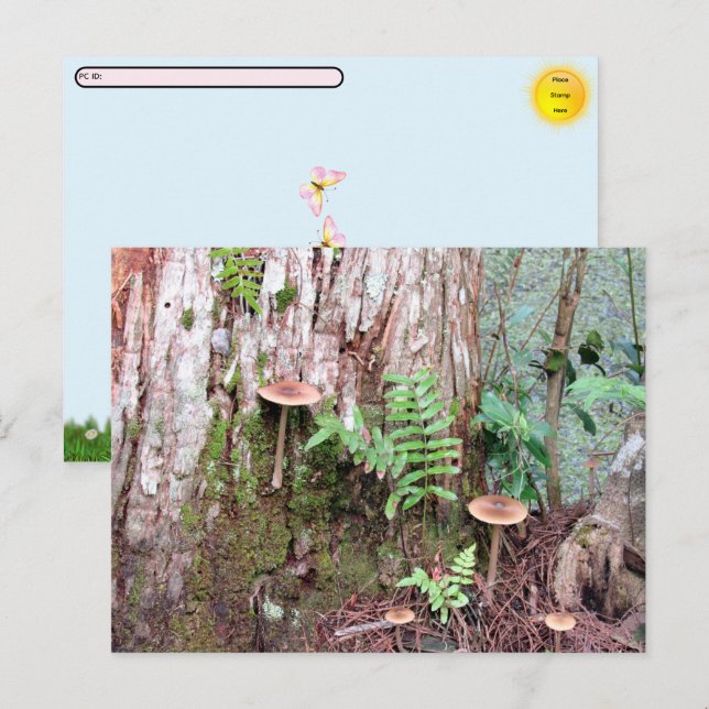 Festiva Postcross - postal de pequeños hongos (Anverso / Reverso)