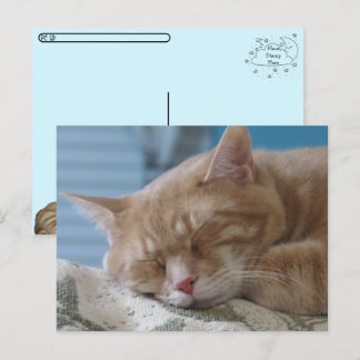 Festiva Postcross - Sleepy Kitty Taz - postal de gato