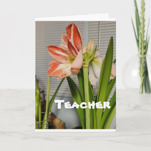 FESTIVA **PROFESOR** EN TARJETA DEL ESTE
