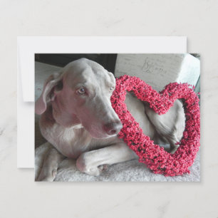 Festiva Rain's Love - Weimaraner Dog Valentine - Tarjeta p