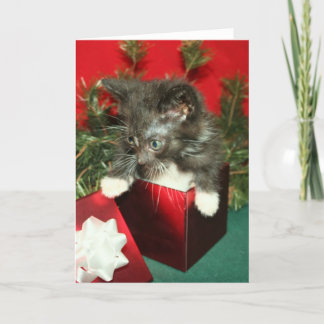 Festiva Regalo del presente del gatito de la tarjeta de