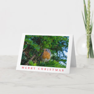 Festiva Robin en un árbol cerca de la tarjeta de Navidades
