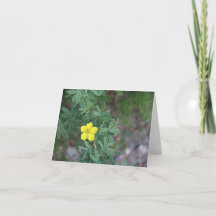 Rosa de la Tundra - Tarjeta de 4" x 5.6"