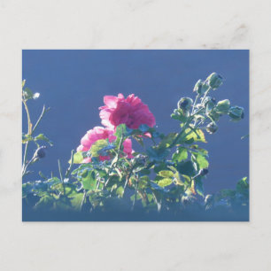 Festiva Rosas rosas rosas en la postal Sun DIY