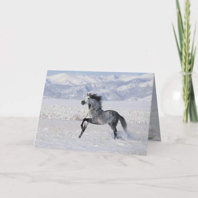 Festiva Snowowley Stallion corriendo tarjeta de felicitaci (Anverso)