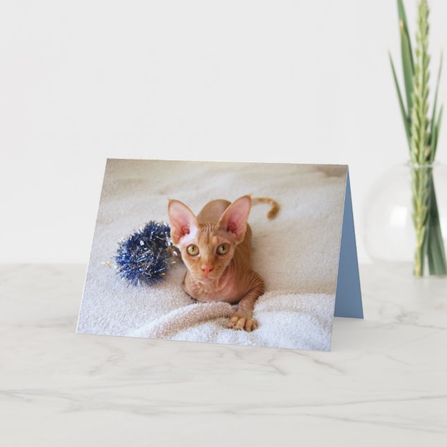 Festiva Sphinx Cat Con Tarjeta De Tinsón Azul (Anverso)