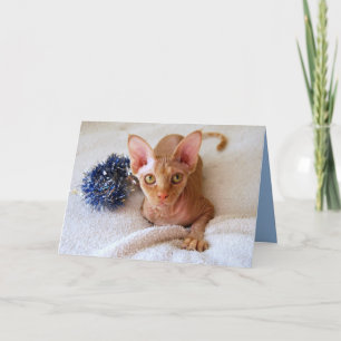 Festiva Sphinx Cat Con Tarjeta De Tinsón Azul