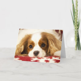 Festiva Tarjeta arrogante del perro de aguas de rey