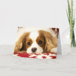 Festiva Tarjeta arrogante del perro de aguas de rey