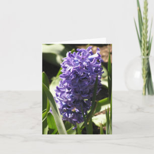 Festiva tarjeta azul Hyacinth