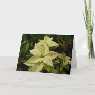 Festiva Tarjeta blanca del día de fiesta del Poinsettia