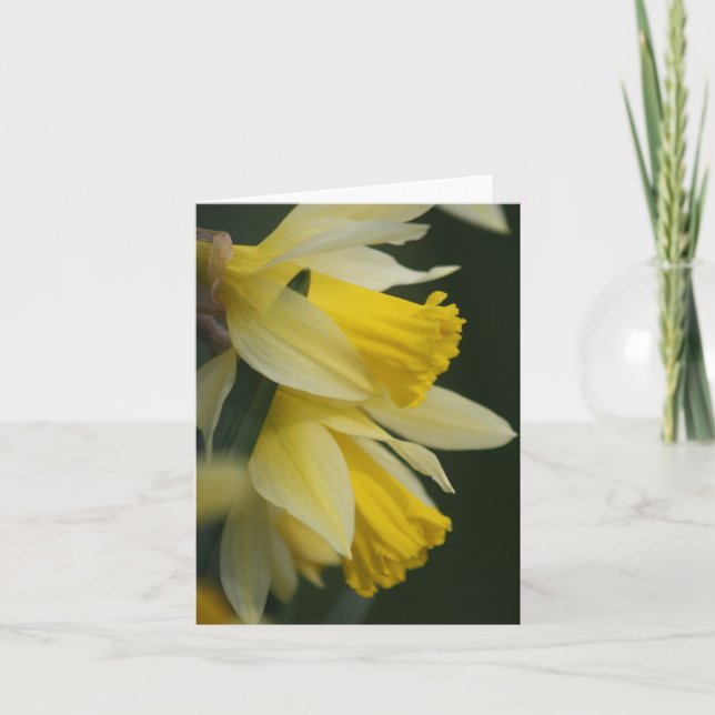 Festiva Tarjeta Daffodil (Anverso)