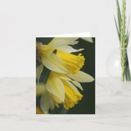 Festiva Tarjeta Daffodil