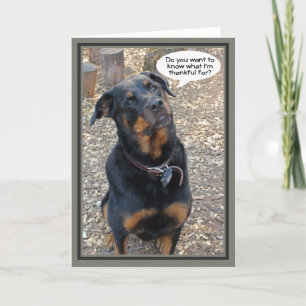 Festiva Tarjeta de acción de gracias a Rottweiler