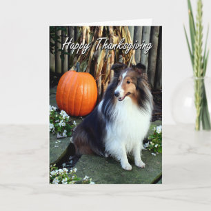 Festiva Tarjeta de Acción de Gracias Sheltie