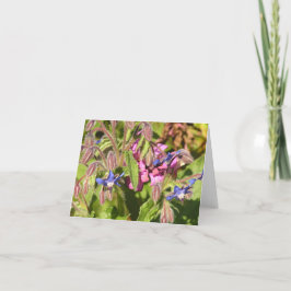 Festiva Tarjeta de Borage (Borago officinalis)