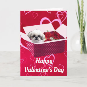 Festiva Tarjeta de El día de San Valentín Shih tzu, perro