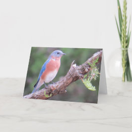 Festiva Tarjeta de felicitación Bluebird
