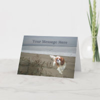 Tarjeta de felicitación Cavalier King Charles Span