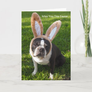 Festiva Tarjeta de felicitación de conejo de Boston Terrie