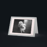 Festiva Tarjeta de felicitación de porcino en blanco para<br><div class="desc">Arnie como un cachorro posando para la cámara.  Espero que pueda alegrar tu día.</div>