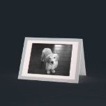 Festiva Tarjeta de felicitación de porcino en blanco para<br><div class="desc">Arnie como un cachorro posando para la cámara.  Espero que pueda alegrar tu día.</div>