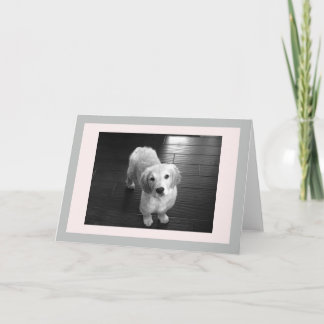 Festiva Tarjeta de felicitación de porcino en blanco para