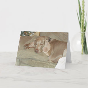 Festiva Tarjeta de felicitación de Weimaraner