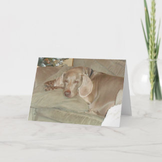 Festiva Tarjeta de felicitación de Weimaraner