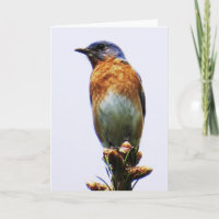 Tarjeta de felicitación del este del Bluebird