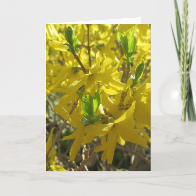 Festiva Tarjeta de felicitación - Forsythia (Anverso)
