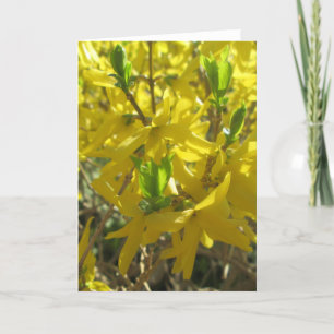 Festiva Tarjeta de felicitación - Forsythia